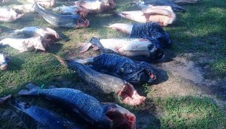 Secuestraron cuatro toneladas de surubí en Corrientes