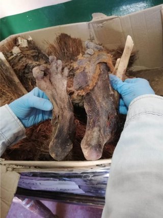 Hallan restos humanos de unos 8 mil años