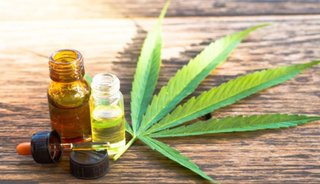 Jujuy firmó un acuerdo para desarrollar una granja de cultivo de cannabis medicinal