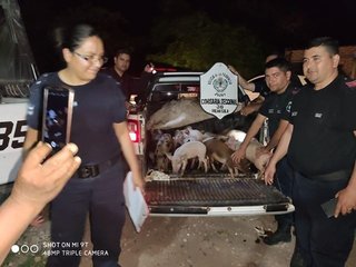 Aparecieron 20 chanchos que fueron robados de una finca en Palma Sola