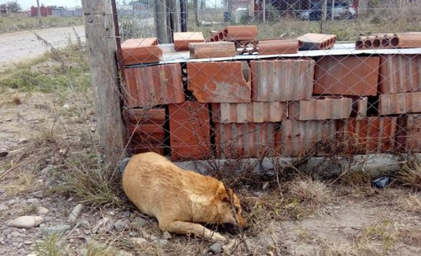 Matanza de animales en San Luis: imputaron a Roberto Flores y buscan al propietario de la finca - El Tribuno.com.ar