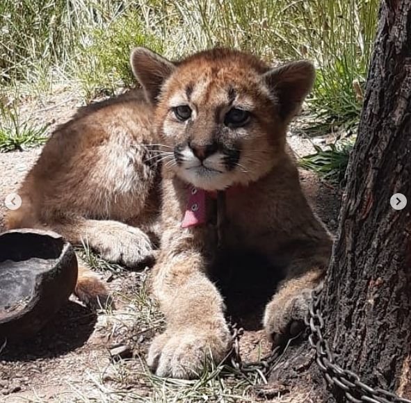 Rescataron a un puma de solo algunos meses que estaba encadenado a un árbol en una casa 