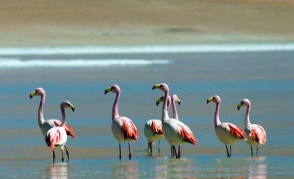 Operadores turísticos internacionales, interesados en el potencial de Salta en cuanto a la observación de aves - El Tribuno.com.ar