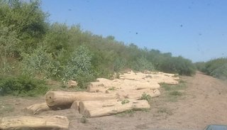 Denuncian una extracción de palo santo pavorosa