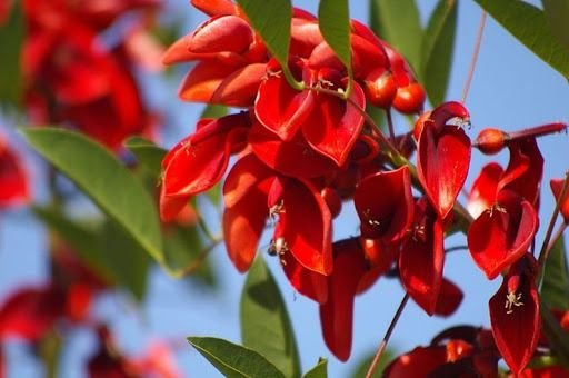 Día de la Flor Nacional: el ceibo, un distintivo de la Argentina