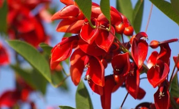 Día de la Flor Nacional: el ceibo, un distintivo de la Argentina