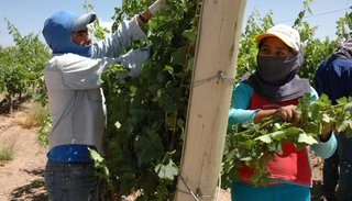 Salta expectante por el premio a los mejores vinos del noroeste argentino