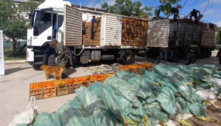 Camión llevaba 15 kg  de "verdura blanca"
