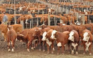 Por primera vez en el año, cayó el volumen de exportaciones de carne
