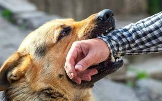 ¿Qué hacer si tu perro muerde a una persona?