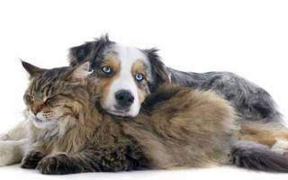 ¿Qué enfermedades se pueden desarrollar por dormir con perros o gatos?