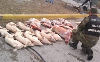  Secuestran 300 kilos de carne de lechón y cabrito 