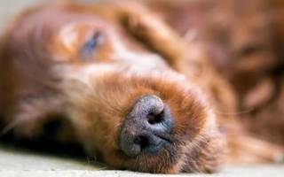 Investigan una nueva y misteriosa enfermedad que afecta a los perros en EEUU 