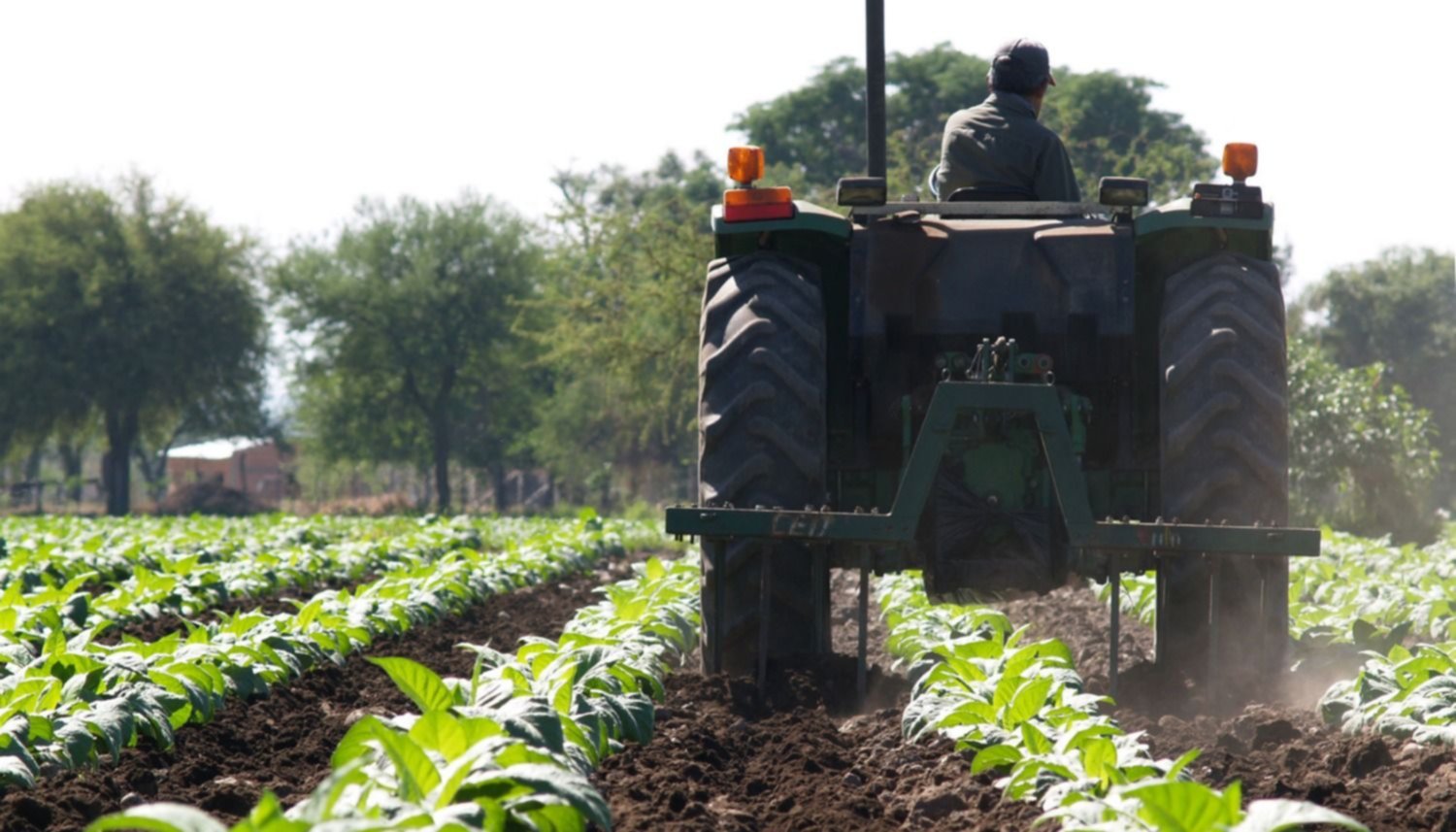Importante beneficio para los trabajadores rurales: enterate de qué se trata