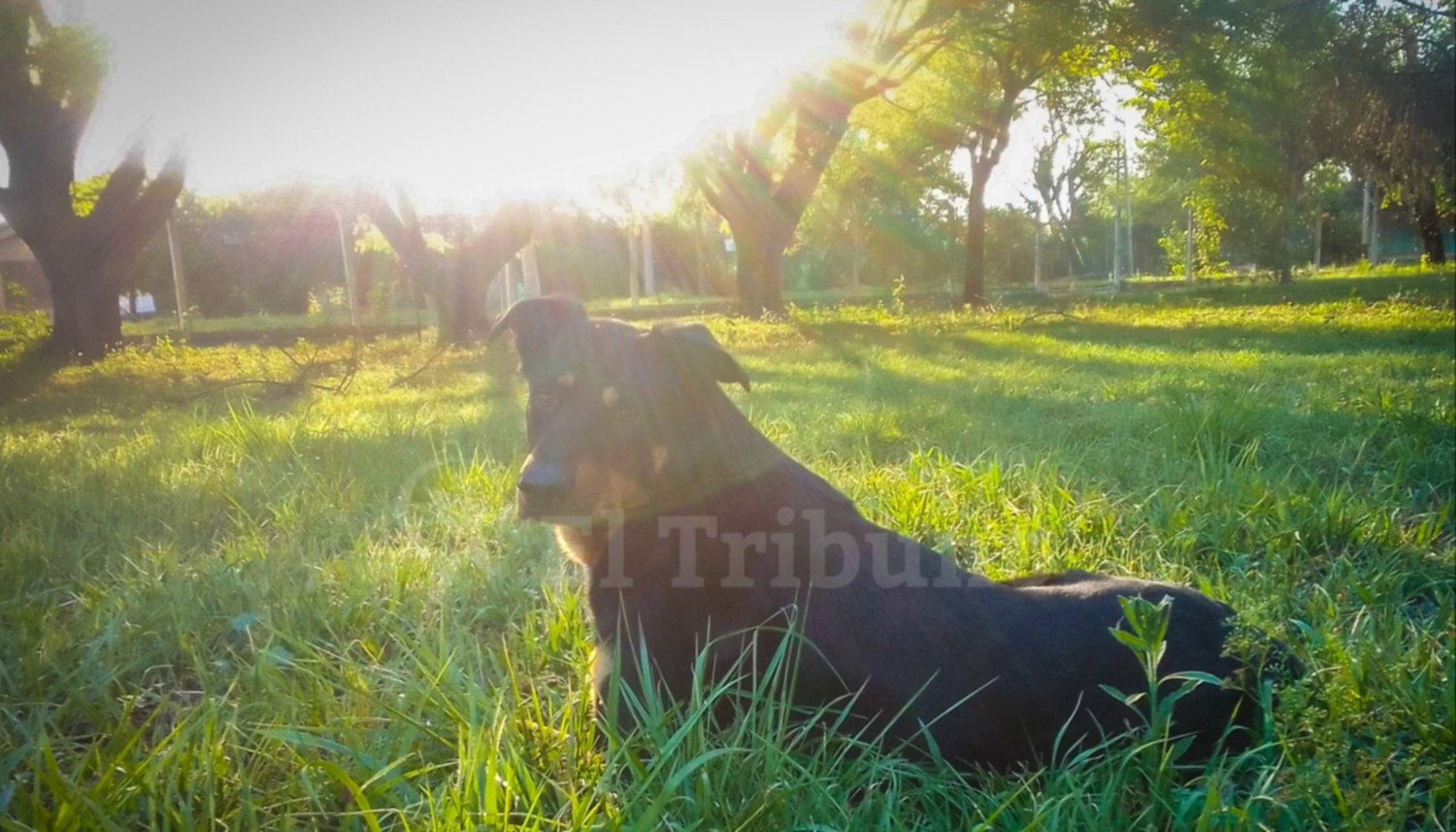 Dónde y cómo enterrar a tu mascota: las preguntas que surgen en medio de la tristeza y el dolor