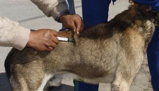 Campaña de vacunación antirrábica en San Pedrito