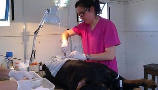 Preocupa la sobrepoblación animal