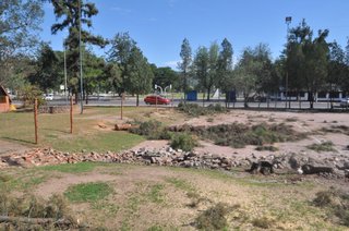 "Arboricidio" en el Parque San Martín