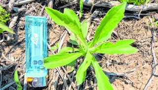 En el control de malezas resistentes el tamaño sí importa