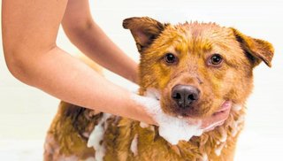 Los cuidados en la higiene de los perros
