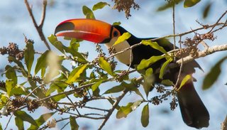 El 50% de las aves del país se pueden ver en las termas
