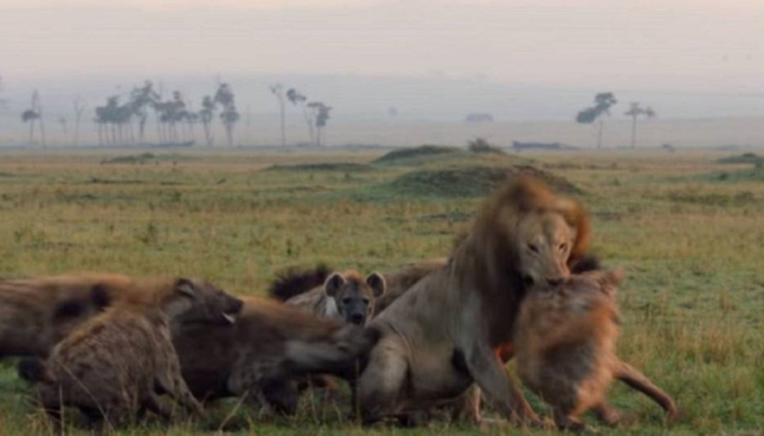 VIDEO: Un león fue atacado por 20 hienas hambrientas y tuvo un héroe  inesperado