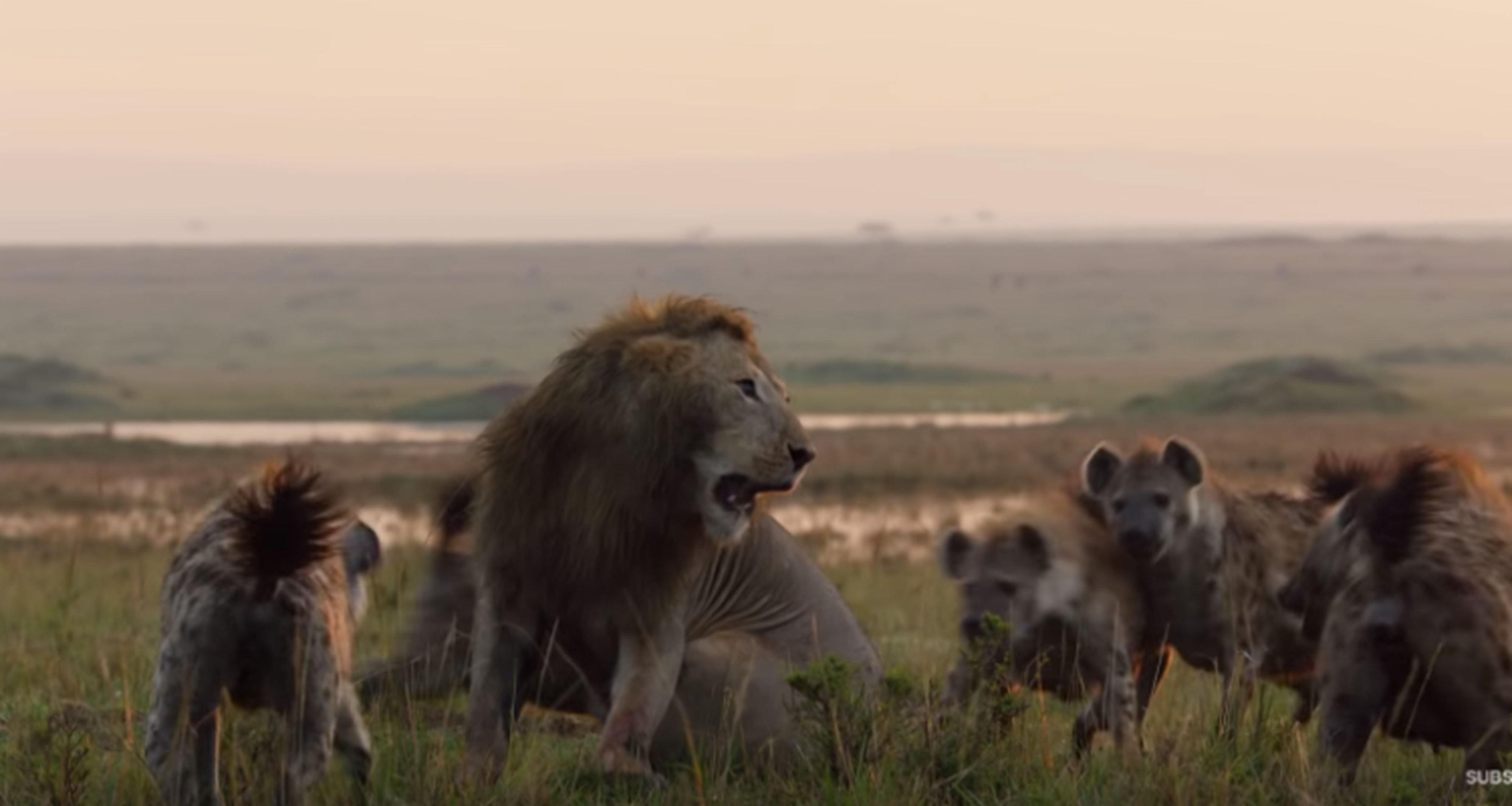 Un león salvó a otro que estuvo a punto de ser devorado por 20 hienas