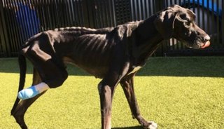 Perro se comió su propia pata porque los dueños lo "mataban" de hambre