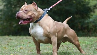 Trabajan en un proyecto para colocar chips a perros de “razas potencialmente peligrosas”