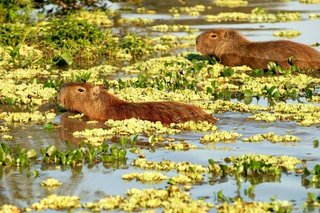 Aprobaron la creación del Parque Nacional de Iberá