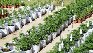 Una firma canadiense compró fincas en San Juan para cultivar marihuana