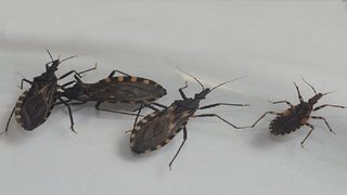 Premiaron a un biólogo de la UNSa por crear una plataforma de diagnóstico de Chagas y Leishmaniasis