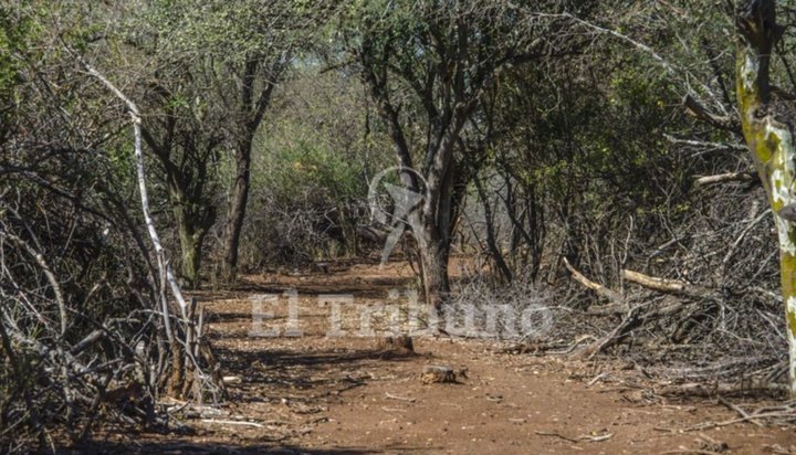 Pocos fondos: la ley de Bosques es un negocio para las provincias sin bosque