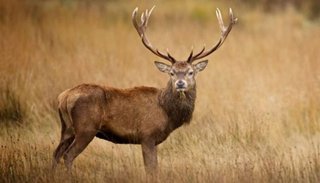 Un cazador le disparó a un ciervo, se acercó a ver cómo estaba y el animal lo mató
