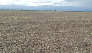 El granizo devastó cultivos de soja en el sur provincial