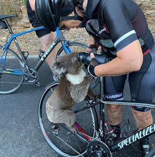 Video: un koala con sed paró a una ciclista para que le diera agua