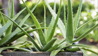 Innovar para cuidar el ambiente: una pintura base de aloe vera