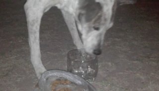 Piden tránsito para recuperar a un perro ciego que está sufriendo