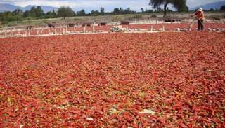 Acuerdo entre Salta y Europa en pimiento para pimentón